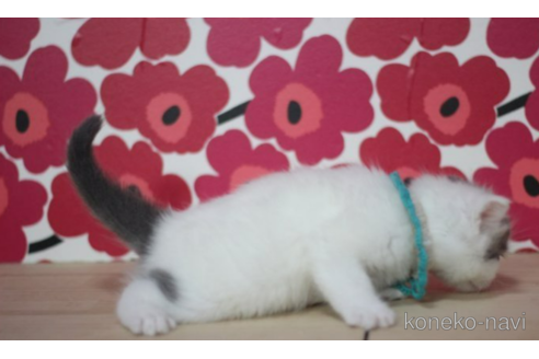 成約済の東京都のマンチカン-70817の3枚目